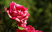 Bildschirmhintergrund Rose rot / weiß 1440 mal 900 Pixel