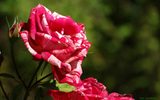 Bildschirmhintergrund Rose rot / weiß 1920 mal 1200 Pixel