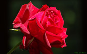 Bildschirmhintergrund rote Rose 1440 mal 900 Pixel