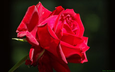 Bildschirmhintergrund rote Rose 1920 mal 1200 Pixel