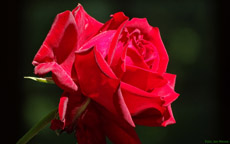 Bildschirmhintergrund rote Rose 1920 mal 1200 Pixel