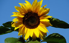 Bildschirmhintergrund Sonnenblume 1920 mal 1200 Pixel